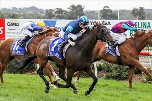 Double at Stony Creek! Immelmann 9 Jan 2020 Double at Stony Creek! Immelmann 9 Jan 2020
